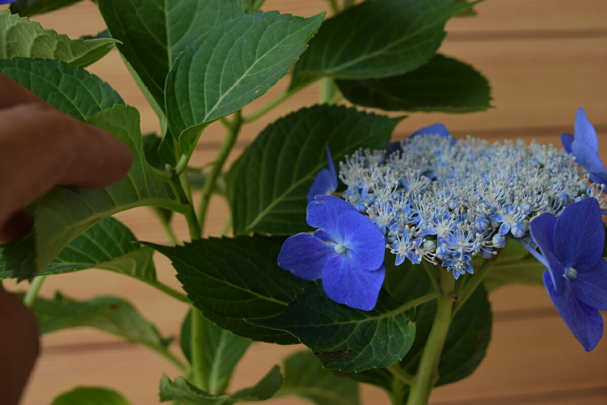 楽天市場 ブルースカイ 紫陽花 額紫陽花 贈り物 切り花 鉢植え 庭木 初心者でも育てやすい ギフト ショップ ナガシマ