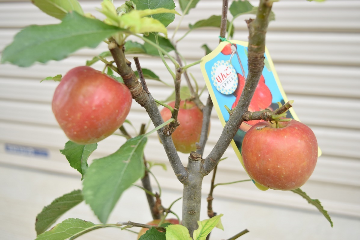 楽天市場 アルプス乙女 プラ鉢 可愛いリンゴ 誕生日やお祝い 花も実も楽しめるリンゴ りんご飴 焼きリンゴ 庭植え ギフト ショップ ナガシマ