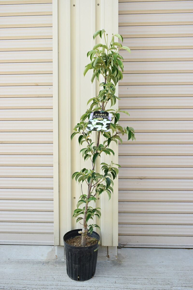 信頼 ヤマボウシ シンボルツリー 鉢植え ホンコンエンシス 月光 冬のお届けは 葉が落葉した状態での お届けとなります ヤマボウシ 安い購入 R4urealtygroup Com