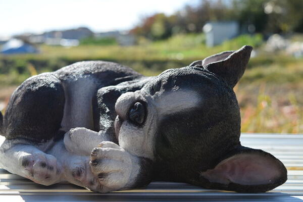 楽天市場】かわいい 犬 置物 高さ13cm フレンチブルドッグ woobia