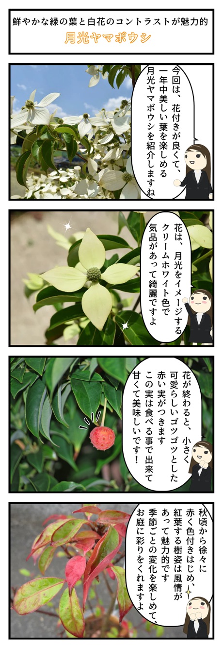 楽天市場 ヤマボウシ 月光 シンボルツリー 常緑性 白い花びら 赤い実 ギフト ショップ ナガシマ