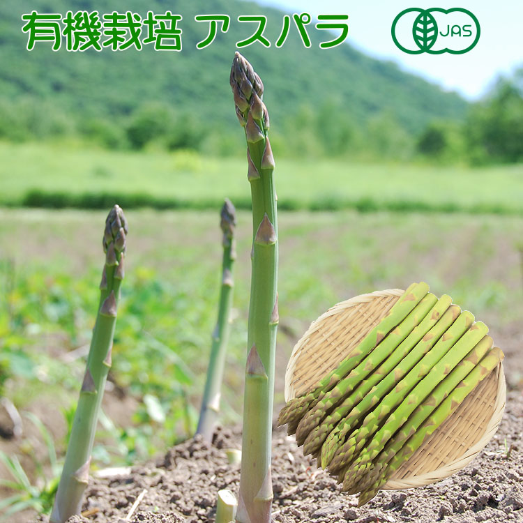 北海道産 有機栽培 グリーン アスパラ 2lサイズ 800g 朝採り お取り寄せ 生産者が自信を持ってお届けする希少な有機栽培 サイズ 北海道 アスパラ ママ時代の名前 ばってき Diasaonline Com 北海道産 有機栽培 グリーン アスパラ 2lサイズ 800g 朝採り お取り寄せ 生産者が自信を持ってお届けする希少な有機栽培 サイズ 北海道 アスパラ ママ時代の名前 ばってき Diasaonline Com