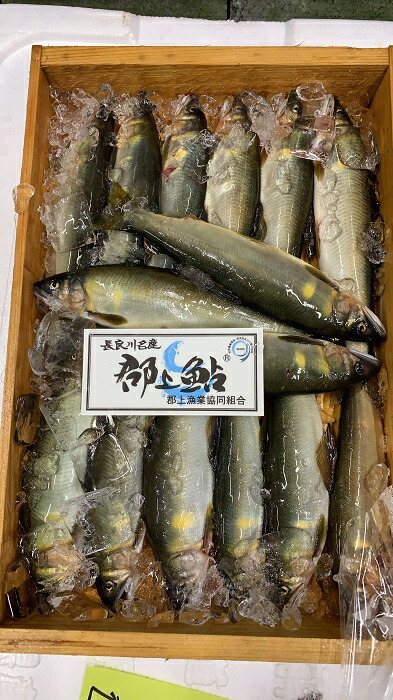 新物 送料無料 釣り 15 尾天然 約１kg 岐阜県産 天然鮎 鮎 アユ