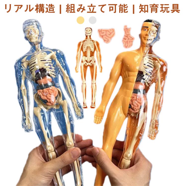 180cm 人体模型 教育用 180cm 人体模型 教育用
