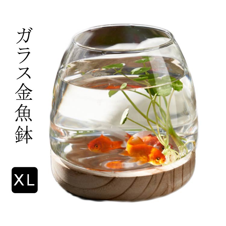 楽天市場】金魚鉢 おしゃれ 金魚 メダカ 水槽 室内 容器 鉢 XL