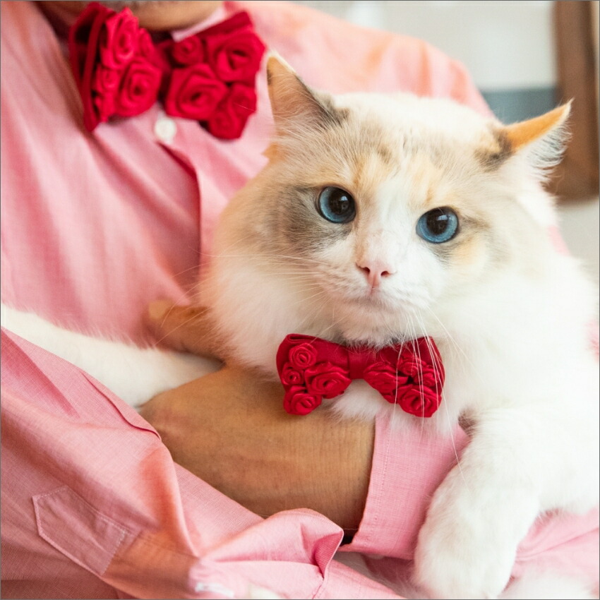 楽天市場】猫ちゃんだっておしゃれしたい 猫用蝶ネクタイ首輪(Loyal