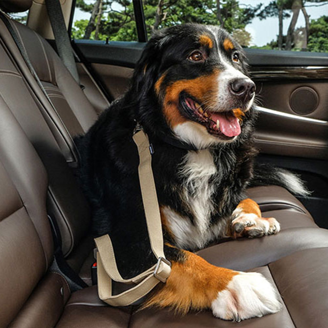 Nowwe Ethan イーサン ペット用シートベルト メッセージカード対応 犬用 車用品 カー用品 シートベルト キャリーに入らないサイズの犬種に おすすめ ペット用シートベルト 法廷のやりとりで次々と明らかになる事実に Diasaonline Com