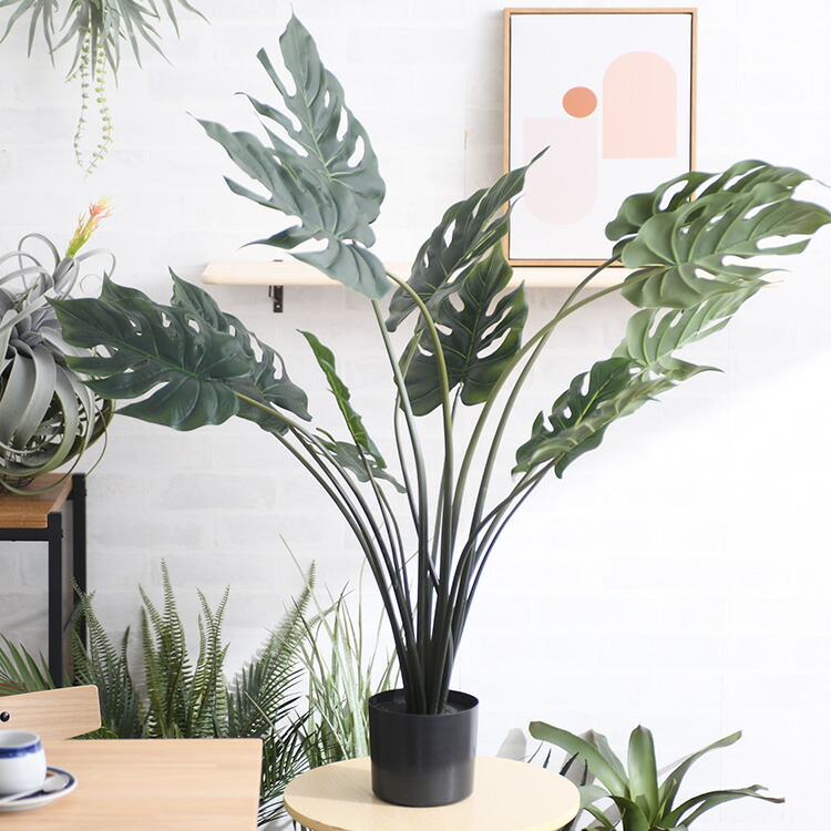 楽天市場】＼ペット割で最大P5／ Brown. ブラウン モンステラ ポット