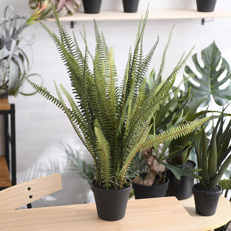 楽天市場】Brown. ブラウン モンステラ ポット 28 【メッセージカード