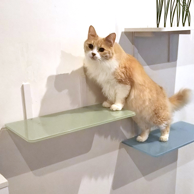 Animacolle アニマコレ Catroad カラーステップ メッセージカード対応 猫用 キャットステップ カラー キャットタワー キャットウォーク Diy 壁 シンプル Sfeah Com