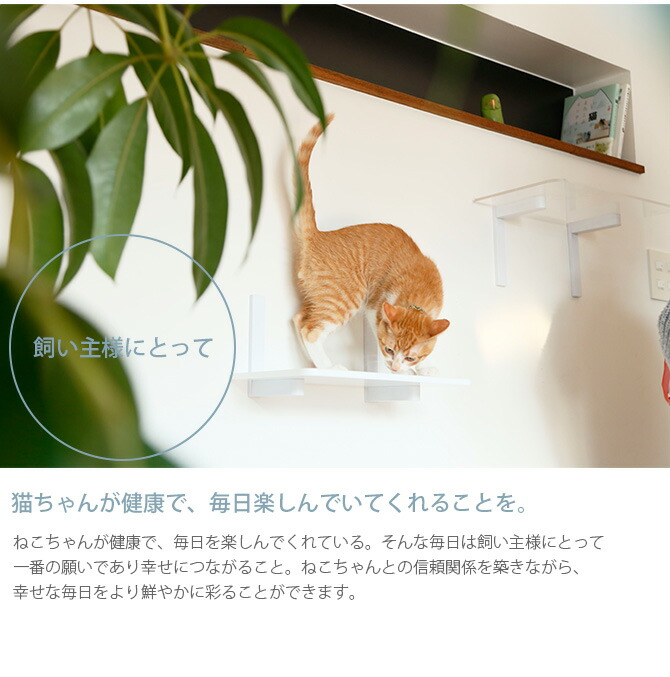 Animacolle アニマコレ Catroad カラーステップ メッセージカード対応 猫用 キャットステップ カラー キャットタワー キャットウォーク Diy 壁 シンプル Aplusfinance Blog Com