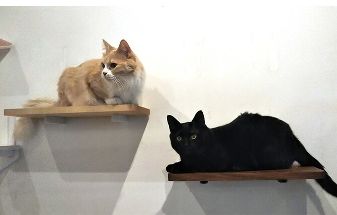 Animacolle アニマコレ Catroad ウッドステップ メッセージカード対応 猫用 キャットステップ 木製 キャットタワー キャットウォーク Diy 壁 シンプル 天然無垢材 ウッド septicin Com
