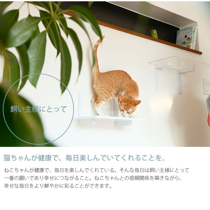 Animacolle アニマコレ Catroad ウッドステップ メッセージカード対応 猫用 キャットステップ 木製 キャットタワー キャットウォーク Diy 壁 シンプル 天然無垢材 ウッド septicin Com