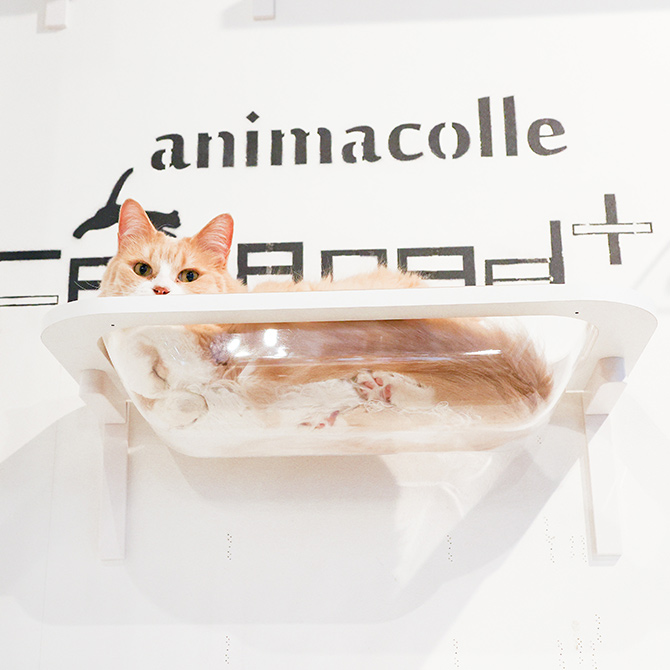 楽天市場】キャットステップ animacolle アニマコレ Catroad+