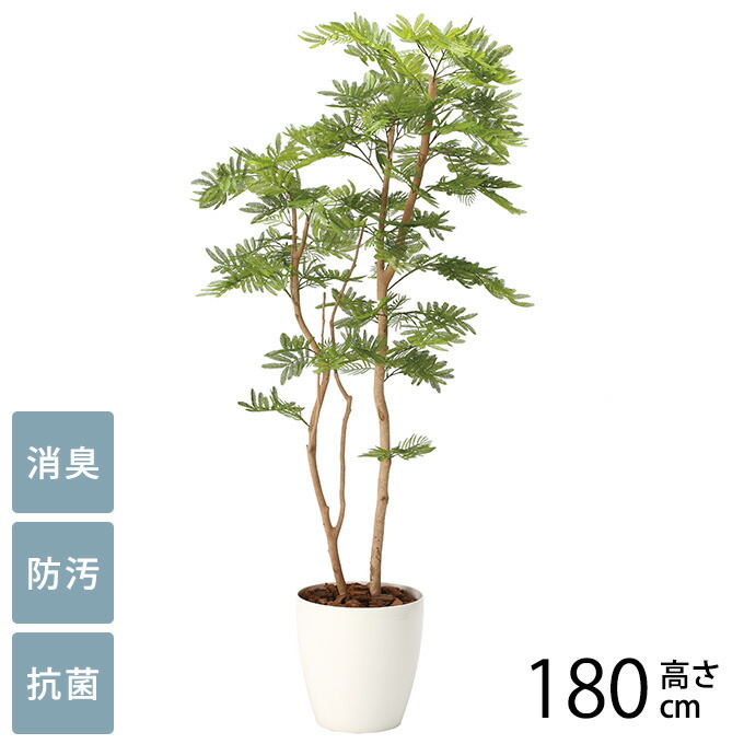 楽天市場】光触媒観葉植物 ねむの木1.8(ポリ製 〔フロアタイプ