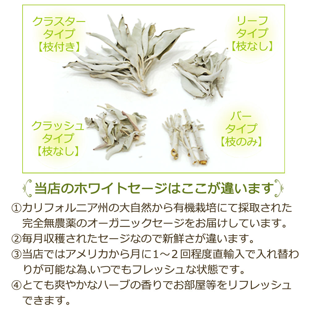 【あす楽対応】【無農薬高品質】ホワイトセージクラスター100g【枝付き】【ホワイトセージ浄化用スマッジングハーブカリフォルニアさざれアロマお香乾燥浄化効果花苗ポイント消化】