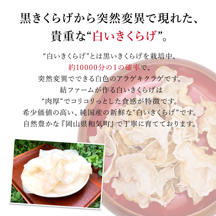 きくらげ 終極きくらげ 100g 卓抜優雅さ 白いきくらげ分厚でコリコリ ヴィタミンdはぺてん師きくらげのかれこれ10倍加 基本的アミノアシッド 食材細糸 グレイドの栄養物が含まれています木耳 キクラゲ 脱水 国産 岡山 結農場 力フード ギフト 工合 節食 送料無料 Uf 903