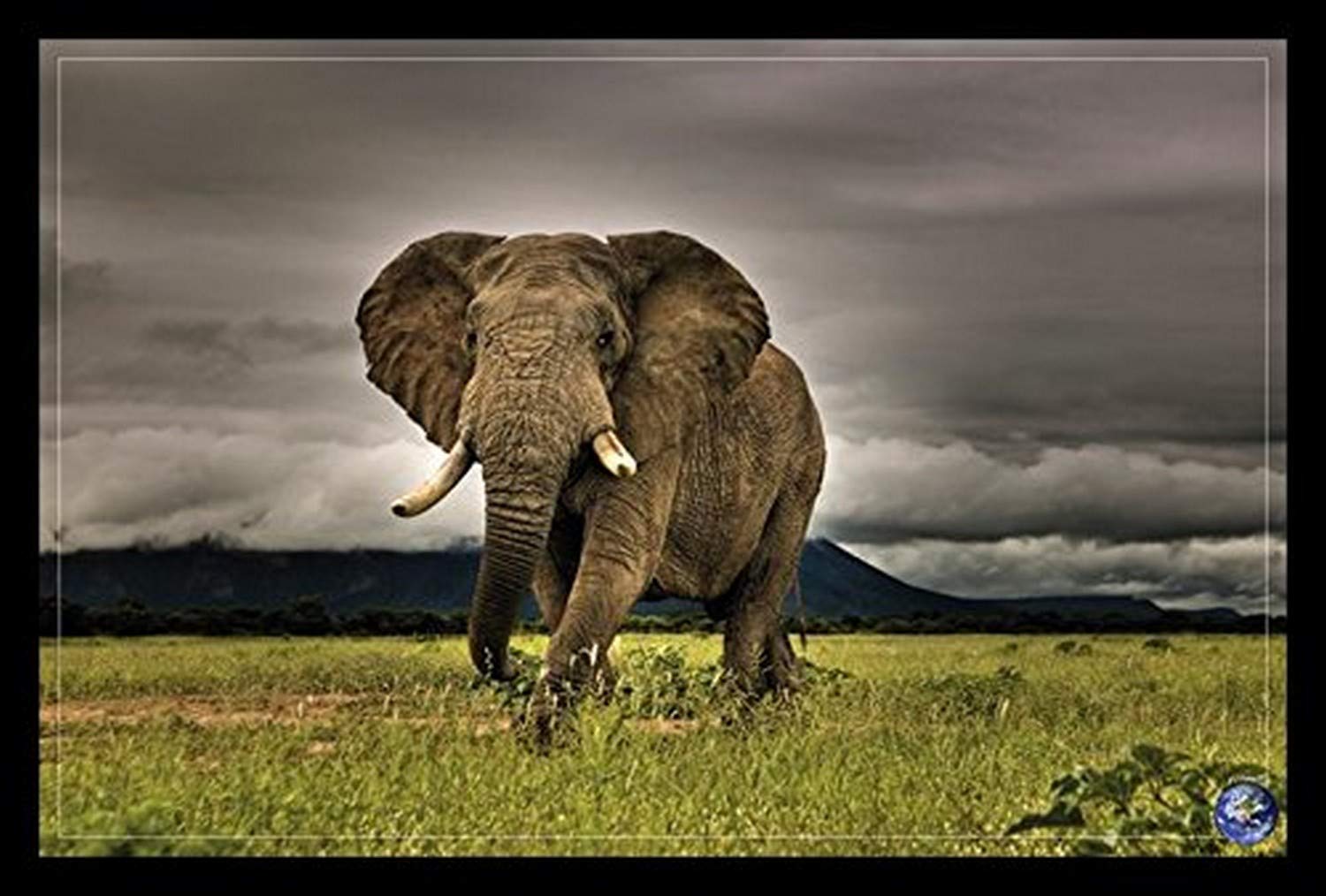BuyartforlessフレームアフリカのMajesty象「写真アートポスター印刷、36 x 24｜global研究所