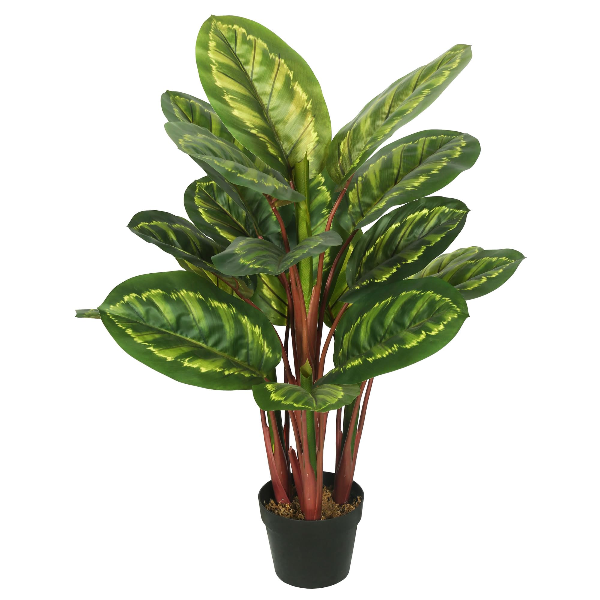 Vickerman TA170501 Everyday Peacock Plant 23,516円