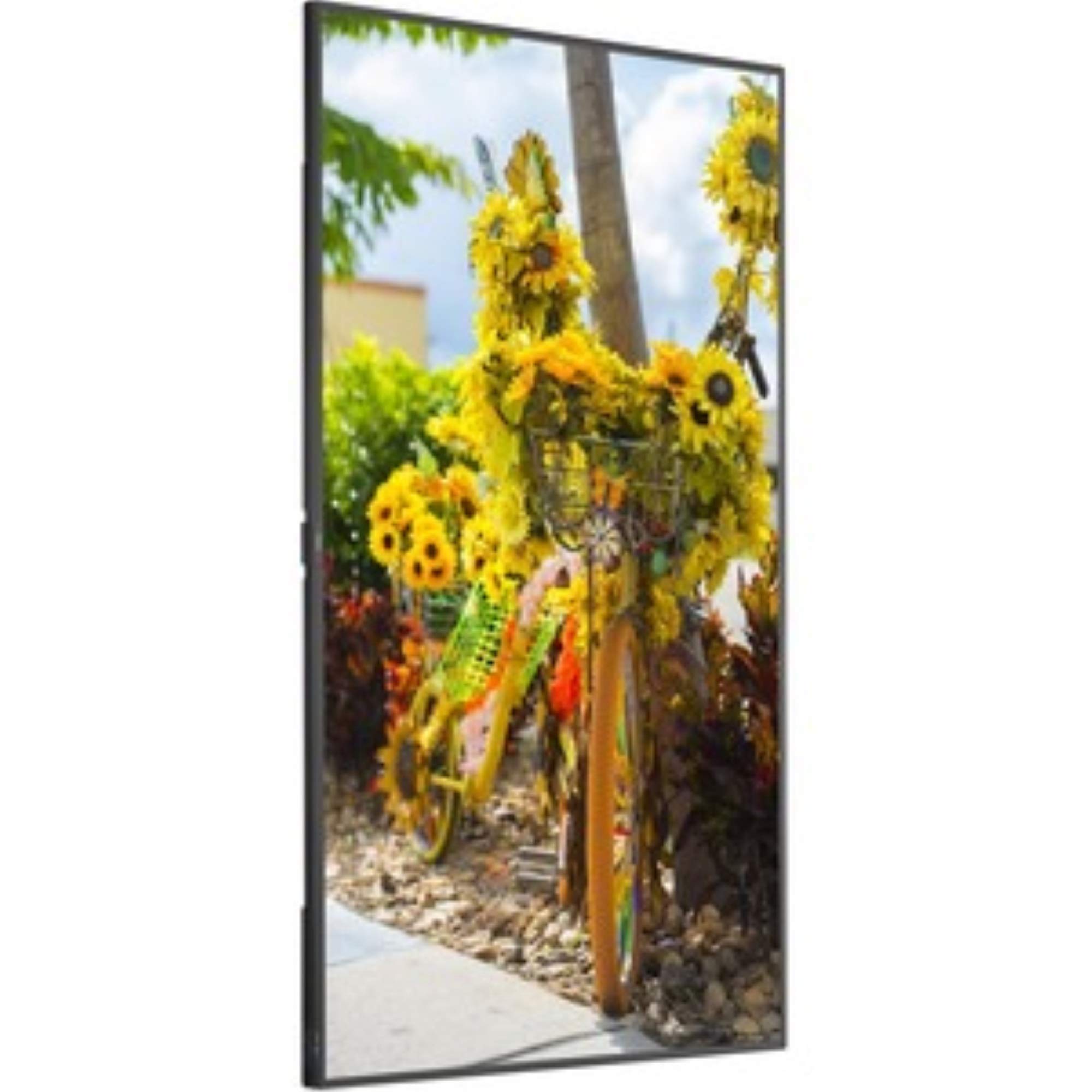 Multisync C431 55 Display