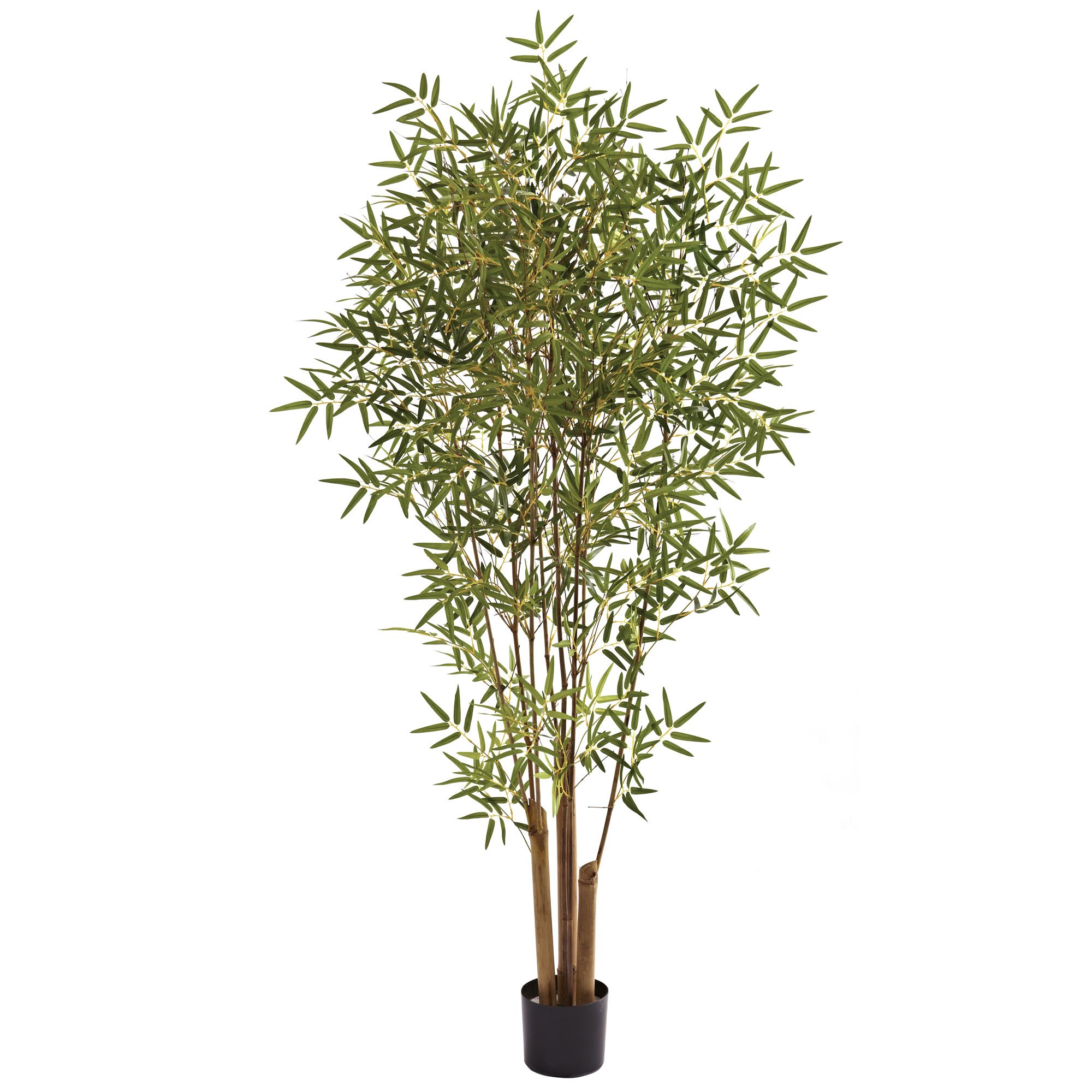 6\u0027 Japanese Bamboo Tree