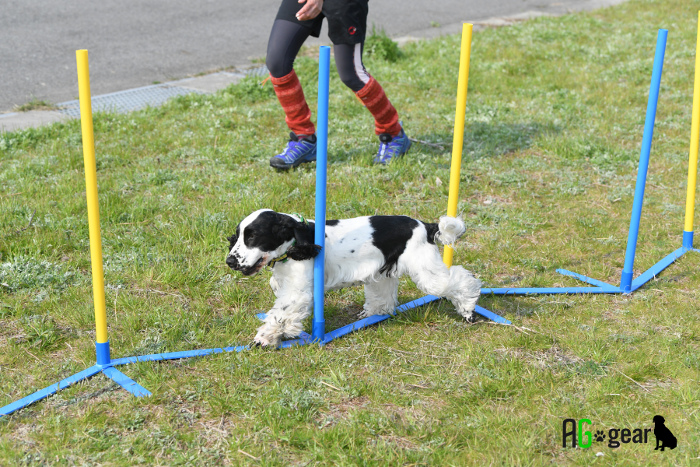 犬用 ドッグアジリティ スラローム ジャンプバー 障害物 自立 組立式 どこでも設置 軽量4 8kg 持運びキャリーバッグ オススメ図解入り練習ブック付き ペット 犬用品 運動器具 競技 訓練 トレーニング しつけ ドッグラン Deerfieldtwpportage Com