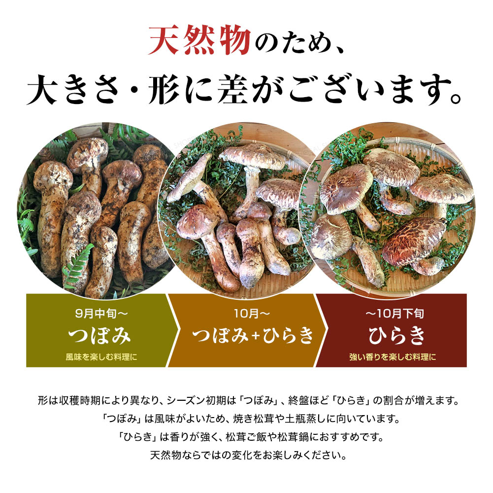 松茸 国産 約150g 最高級 信州 生田松茸 天然 信州産 つぼみ・中