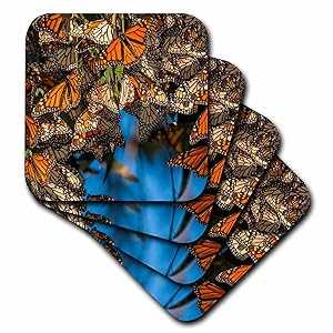 3dRose USA, California, Pismo Beach. Migrating monarch butterflies. - Soft Coasters, set of 4