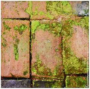 3dRose CST_159790_3 Old Red Bricks Walkway with Some Green Moss Walk Background Texture Old Patter Stone, Garden Ceramic Tile Coasters, Set of 4画像