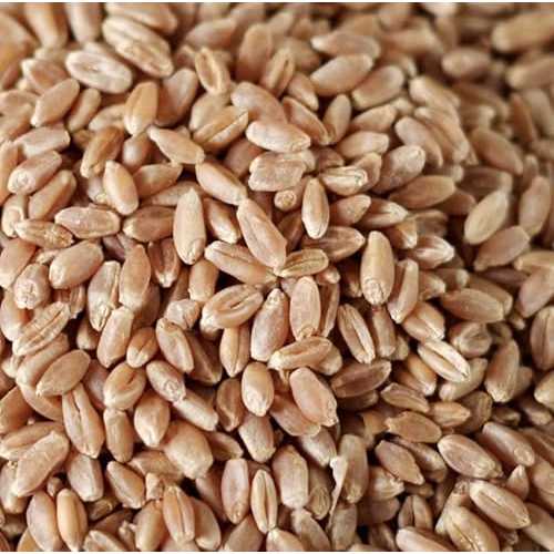 GMO ? ?? ?? ??? ??? ?? ?? ? ?? 50lbs(22.68kg) Grains WOODSTOCK FARMS Organic Wheat Berries, 1 EA｜Glomarket