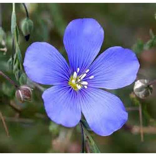 青い亜麻の種子、1000以上の種子、美しい印象的な青い亜麻の花 COUNTRY CREEK ACRES GROWING IS IN OUR ROOTS Blue Flax Seed, 1000+ Seeds, Beautiful Striking Blue Flax F画像