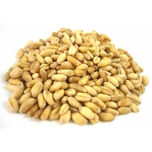 ソフト小麦粒 - 22ポンド Dylmine Health SOFT WHEAT KERNELS- 22lb