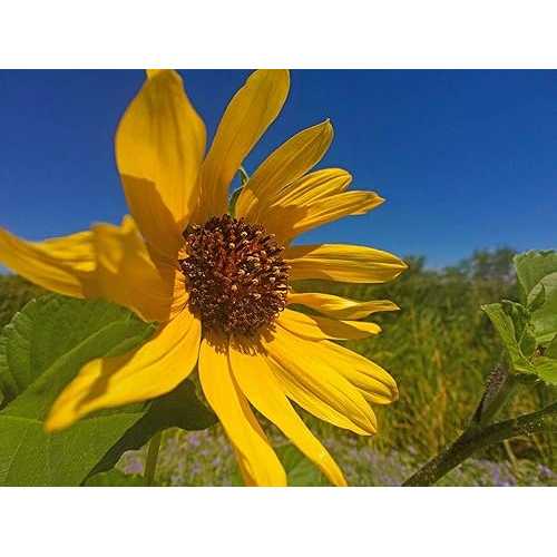Posterazzi PDXWJTFLO00128SMALL ひまわり IV フォト プリント、24 x 18、マルチ Posterazzi PDXWJTFLO00128SMALL Sunflower IV Photo Print, 24 x 18, Multi