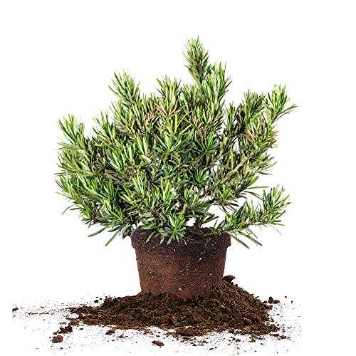 PERFECT PLANTS Pringles Podocarpus 3 Gallon