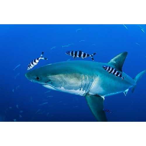 Posterazzi Male white shark and pilot fish Guadalupe Island Mexico Poster Print, (34 x 22)
