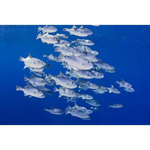 Posterazzi USA Spotted Oceanic Triggerfish (Canthidermis Maculatus) Hawaii Poster Print, (34 x 22)