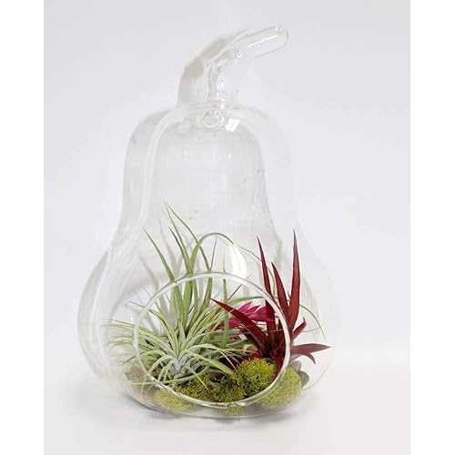 Athena's Garden Clear Pear Glass Terrarium, Large, Clear Vase and Multicolored Plants 11,487円