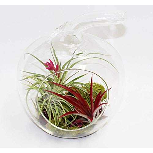 Athena\u0027s Garden LO-HCH0707-2APS-1APM-L-PRSM-MIX Apple Shape Terrarium Live Arrangement, 5.5\" x 5.5\"" x 6.5\"", Multicolor Air Plants"