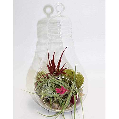 Athena\u0027s Garden Clear Traditional Light Bulb Terrarium, Large, Clear Vase and Multicolored Plants