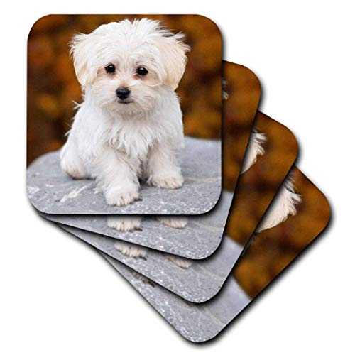3D さくら色 マルチーズ 可愛らしい犬ころ 陶器 瓦 コースター、マルチ色合い 3dRose 3D Rose Maltese Cute Little Puppy Ceramic Tile Coasters, Multicolor