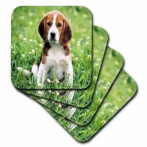 3dRose cst_55198_1 For Love of a Beagle ソフトコースター、4 個セット 3dRose cst_55198_1 For Love of a Beagle Soft Coasters, Set of 4