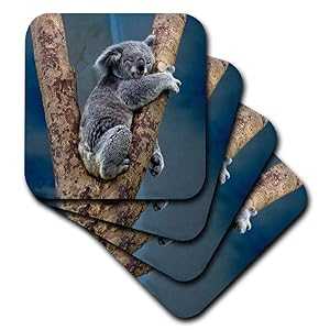 3dRose 3D Rose Australia Koala Bear Ceramic Tile Coasters, Multicolor