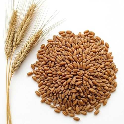 CZ Grain 5 Pounds Rye Berries Non-GMO Whole Rye Grain for Baking, Mushroom Spawn, Brewing \u0026 Distilling Extra Clean, Resealable Bag, 100% USA Product