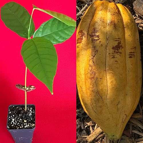 New and Healthy Theobroma Cacao Cocoa Chocolate Fruit Tree - TRINITARIO - Potted Plant Yellow Large