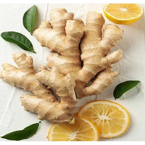 Organic Fresh Ginger Roots Snow Hill Himalayan Ginger Roots - Product of Mt. Everest Country, Nepal / If Need Fresh Batch, Choose Seller Ship - We Ship Same Day (2, Pounds)