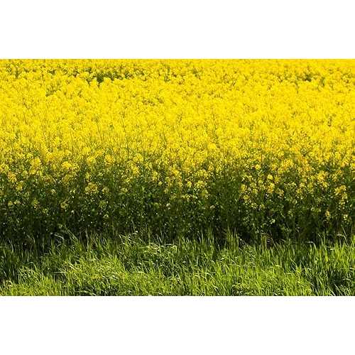 CZ Grain Yellow Mustard Seeds for Planting - Grow Mustard Herb Plants (12 Ounces)