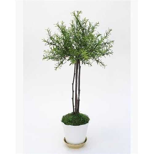 Generic Unisex Small Thyme Tree インチ White Pot with Gold Saucer - Green
