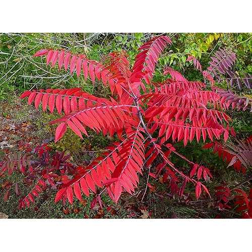 Generic 12-14 Tall Smooth Sumac (Rhus glabra) 1 Year Old Plant