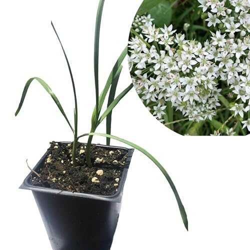 Smoke Camp Crafts Organic Live Garlic Chives (Allium tuberosum) Live Plant インチ 2.5 inch Pot - Perennial Garlic Flavored Herb for Your Food Forest, Survival Food