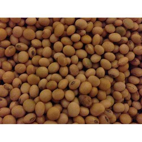 Generic Non GMO Organic Soybean Non GMO Organic Soybeans - 20 重量ポンド
